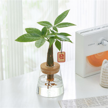 水培植物发财树办公室内招财绿植摆件桌面小盆栽净化空气好养耐阴