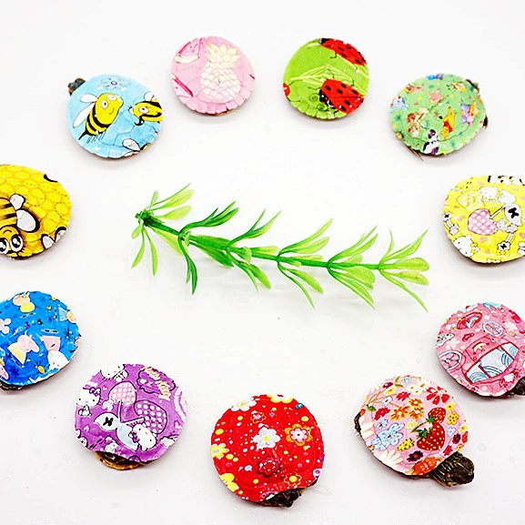 Бразилия саженцы домашних черепах оптом стойло красочная маленькая черепаха живая домашняя черепаха декоративная черепаха зеленая маленькая черепаха саженцы