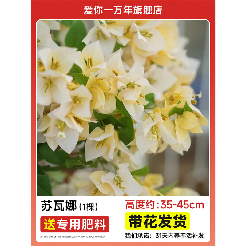 [최근 신제품] 부겐빌레아 : 수와나 대형모종 [꽃과 함께 배송] + 비료