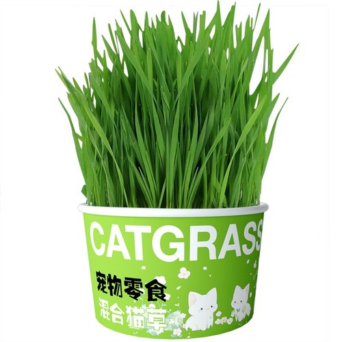 Lazy Cat Grass Canned Head Hydroponic Soilless Dehairing Ball Aids Digestion Snack Noodle Cat Grass Pot Plant Pet Supplies Mini