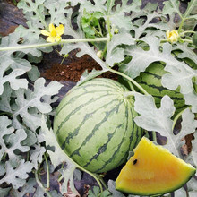 mϷNSȿƤYƷСѸǴļ̨ˈ@ˮN