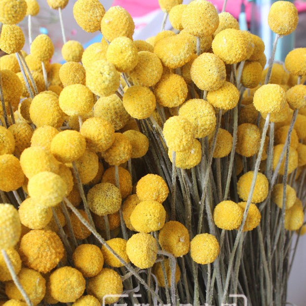 【干花黄金球】云南干花花束小球 黄金球干花 金槌花小花束配材