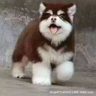 ���N����˹��Ȯ��Ȯ���w���۴��Ͱ���˹��ѩ��Ȯ����Ȯ����˹��Ȯ