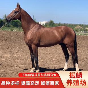 �T���R��Ѫ�R�r�� ������ ��Ѫ��Ѫ�R �����R�Bֳ