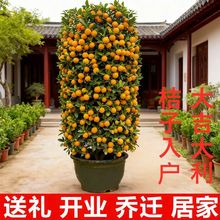 �������������ؔ���\�[���ļ��۽�ۘ䎧��ֲ���҃Ⱥ��B�ͺ��Gֲ