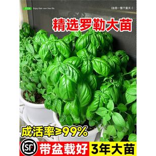 �_�����Կ�ʳ�ô��~��ݾŌ����籡���Ե���N�����҃���þGֲ��