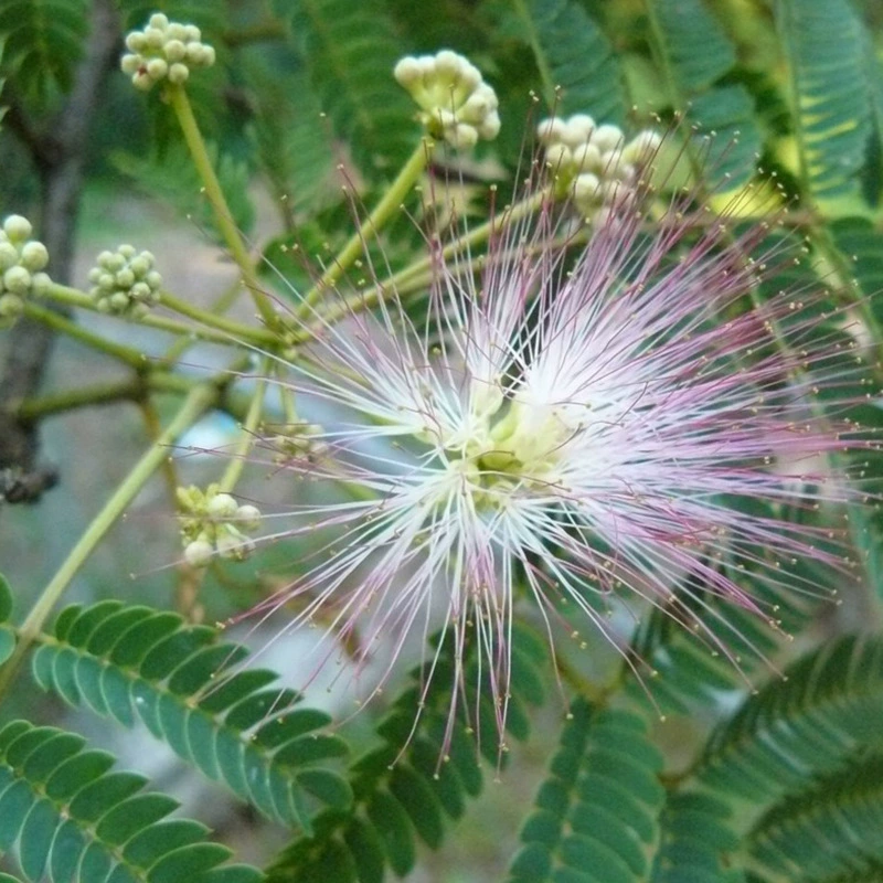 Семена мимозы цветочные семена высокого качества травы цветочные семена мимозы цветы мимозы семена спимозы оптом