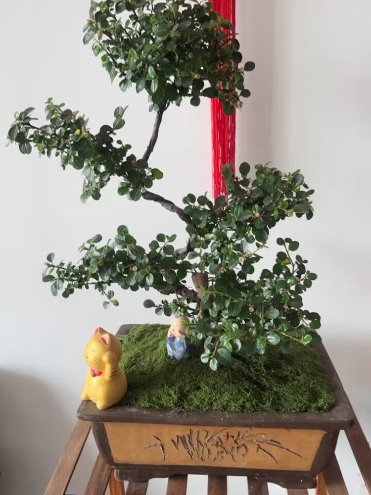 详情图