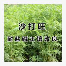 ɳ�����N�Ӷ����������ļ����@�G�ʷ�ɳ�����o���ͺ��ͺ��}�|����