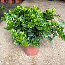 栀子花盆栽带花苞四季开花室内花卉大树苗绿萝盆景植物花期长观花