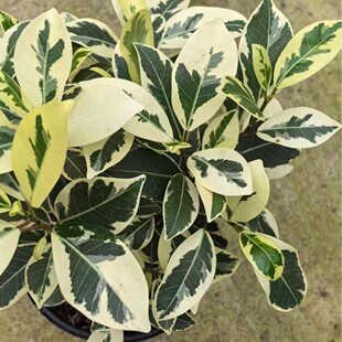 ���\�ǹⴹ�Ű׽���/�������� Ficus Benjamina variegata ����