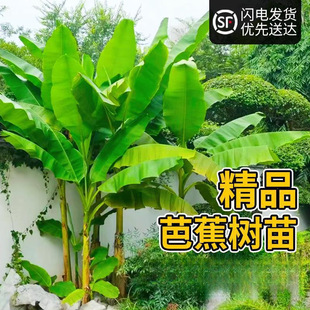 Banana Tree Saplings, Potted Banana Trees, Cold-Resistant Courtyard Large Outdoor Plants, Easy to Maintain in the North, Large-Leaf Plants for Villas