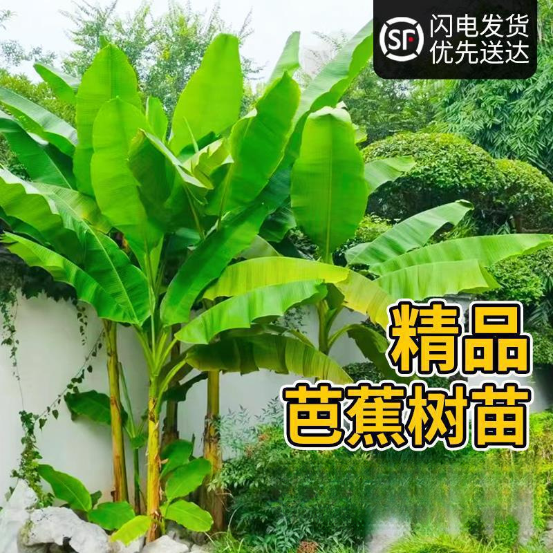 芭蕉树苗香蕉树盆栽绿植耐寒庭院大型室外北方好养别墅大叶植物