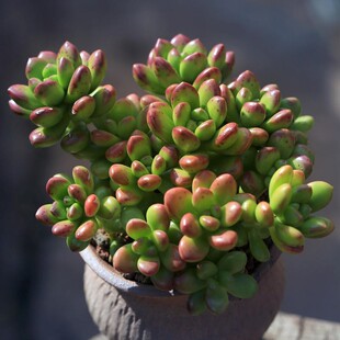 Round-Leaf Pine Green Potted Plant Indoor Formaldehyde Removal Air Purifying Plant Office Desk Cactus Succulent Formaldehyde Removal