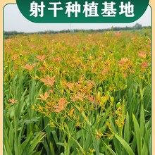 基地批发射干种子中药材种子中草药种籽种植发芽率高