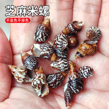 200个芝麻螺小米天然小海螺贝壳幼儿园diy贴画装饰造景漂流瓶珊瑚