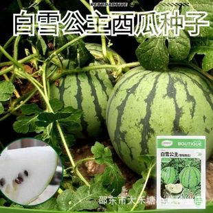 ��ѩ�������ϷN����ɫ�YƷ�������ϷN�ѻ�Ƥ�S�����ǳ������ϷN��