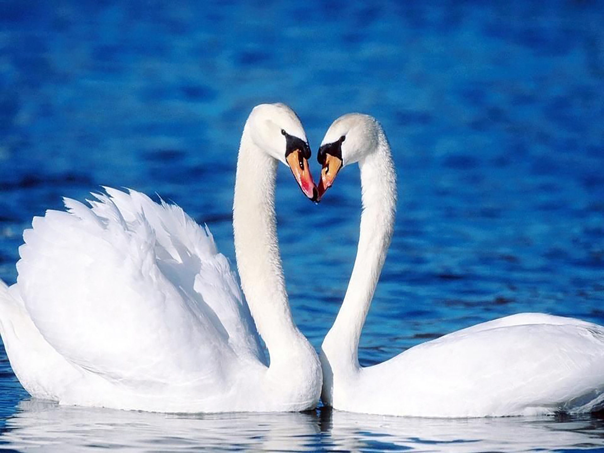 Cross-border 5d Amazon diamante pintura pegatinas hecho a mano DIY animal ladrillo pintura sala de estar pintura decorativa pegatinas al por mayor