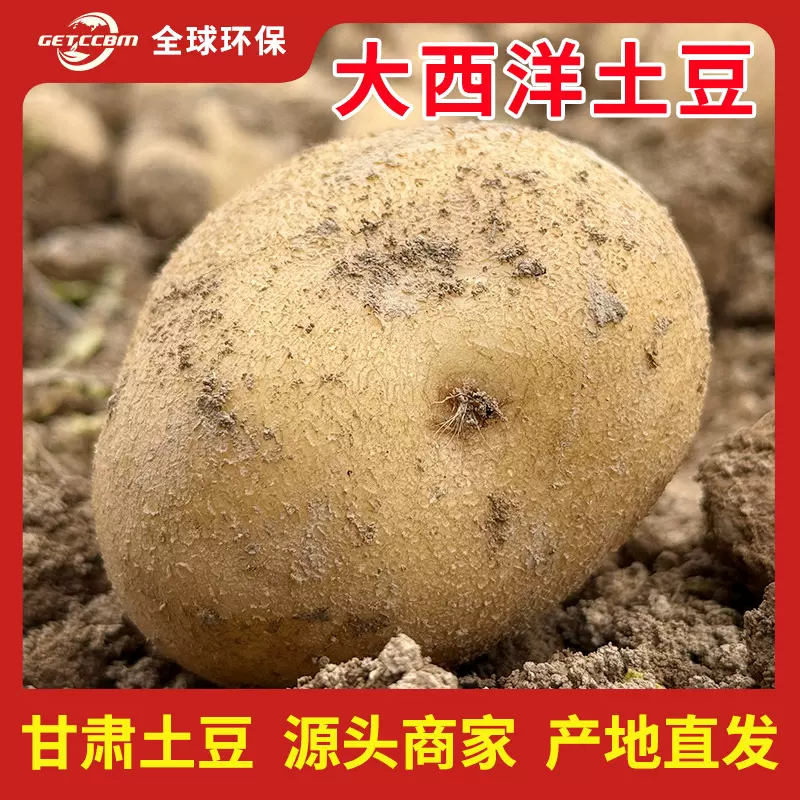 甘肃沙面土豆新鲜黄皮黄心洋芋马铃薯辅食