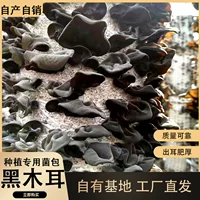 Special for autumn planting in 2026 | high-yield planting of fungus strains, one stick can produce multiple ears quickly