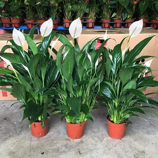 ��������һ���L혴��~���~ˮ��ֲ���҃ȳ���ȩ�����՚��ش�