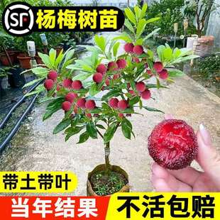 �ɾӖ|����÷����玧���ϱ�����ˮ�������޽ӷNֲ���Ԯ���Y��