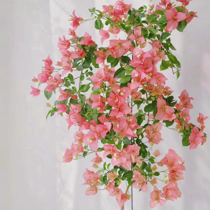 인터넷 연예인 핫모델(카야타)