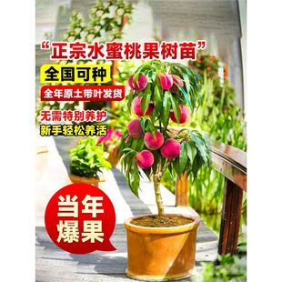 �߮aˮ���ҹ�����綬�����ҹ��޽����ϱ����Nֲ���Թ��䮔�����