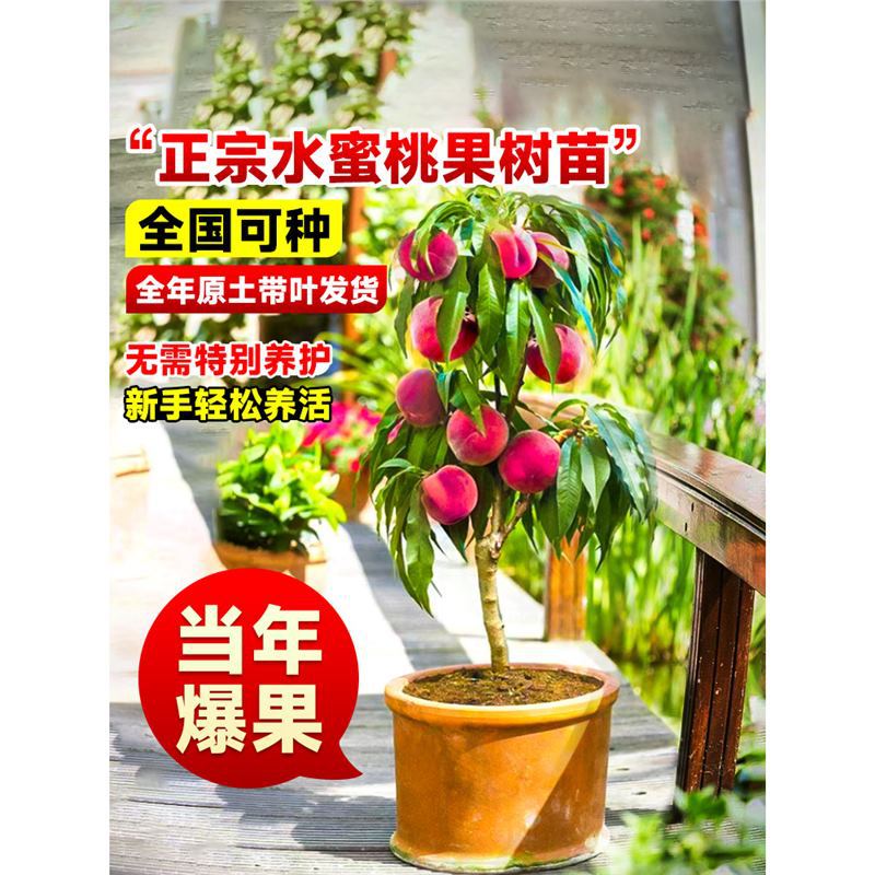 高产水蜜桃果树果苗冬桃油桃果嫁接苗南北方种植盆栽果树当年出果