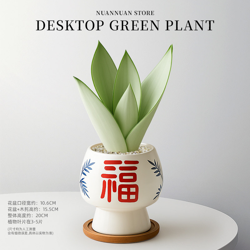 精选白玉虎皮兰（3-5片叶子）+红福高脚陶瓷盆+竹托