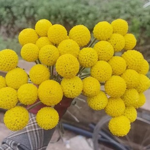 Yunnan factory dried flower fruit golden ball bouquet with grass