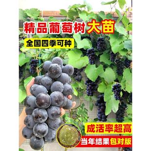Kyoho Grape Seedlings, Sunshine Rose Grape Seedlings, Climbing Vine Potted Plants, Frameless Cold-Resistant Fruit Trees for Planting in the North and South