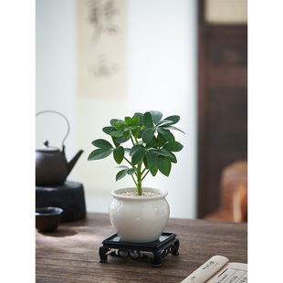 �˷���ؔ���_ľ�������~ɏ�Gֲ�҃�����ֲ��С�辰�ļ�������ؔ��