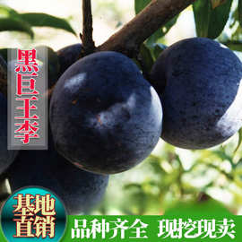 嫁接李树苗 美国大黑李子苗 黑巨王李苗 黑巨王李树苗 布朗李包邮