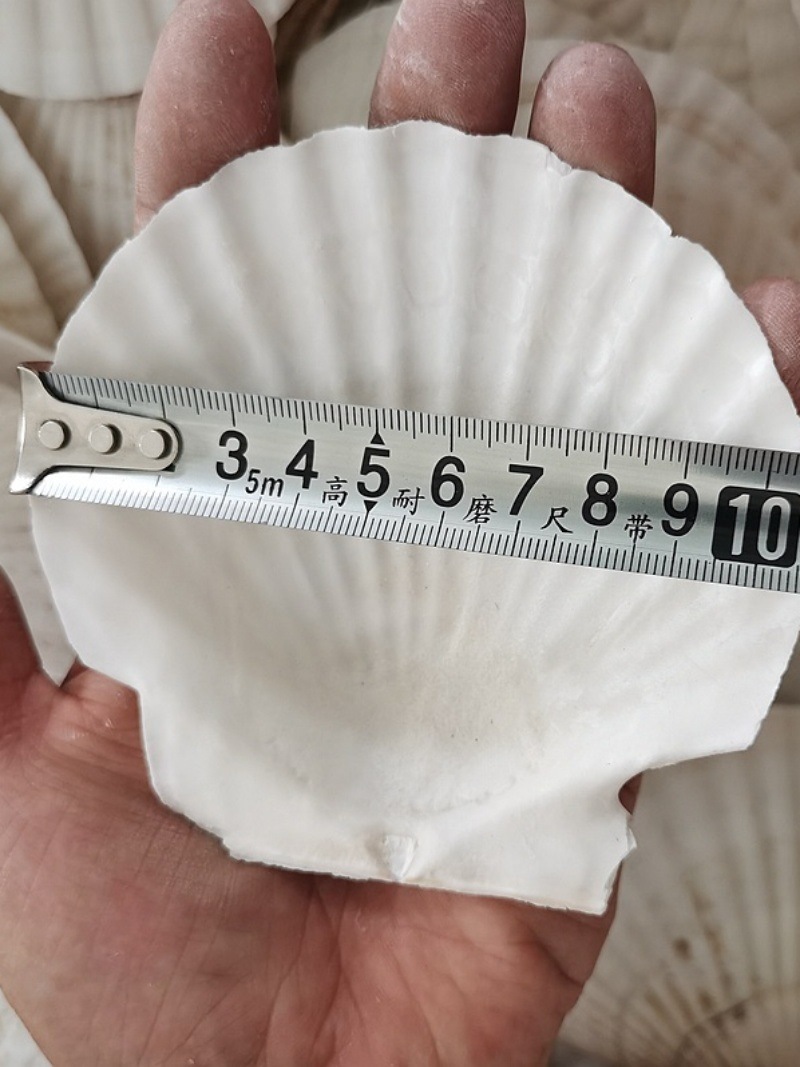 Correo de ajo hawaiano Barbacoa grande Vieira Bandeja de abanico Bolsa de concha grande Ventilador de media concha al vapor Blanco