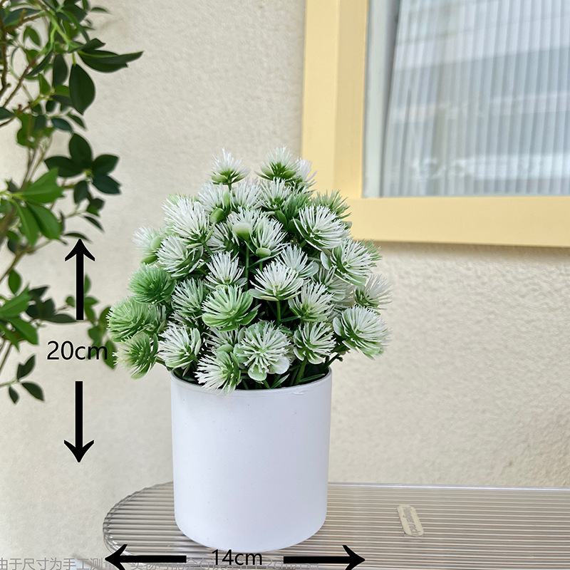 小莲草+花盆