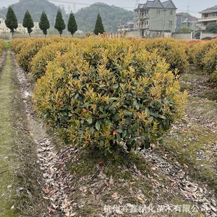 ���ش������l�t�~ʯ������ӻh�ʼt�~ʯ骘�� ���NҎ��