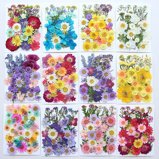 Dried flower diy embossed DIY flower material package photo petal bookmark real flower drop glue dry leaf plant specimen