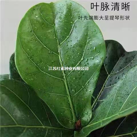 Oficina de sala de estar absorción de agua de hoja perenne planta ornamental de hoja