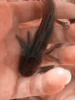 Fine black 8-10cm free feed