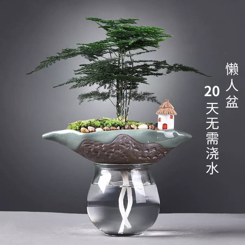 Водная культура аспарагуса, дерево удачи, креативное ленивое автоматическое водопоглощающее цветочное растение в горшке, комнатное офисное маленькое зеленое растение