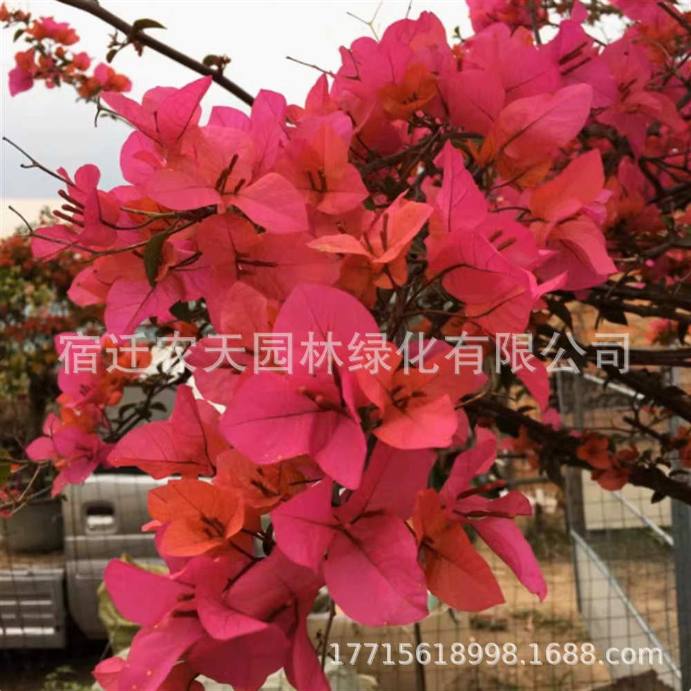 Bougainvillea Цветочная рассада Вьющееся растение Двойной лепесток Старый ворс Крытый балкон Цветочный двор в горшке Четыре сезона Роза Куньлунь