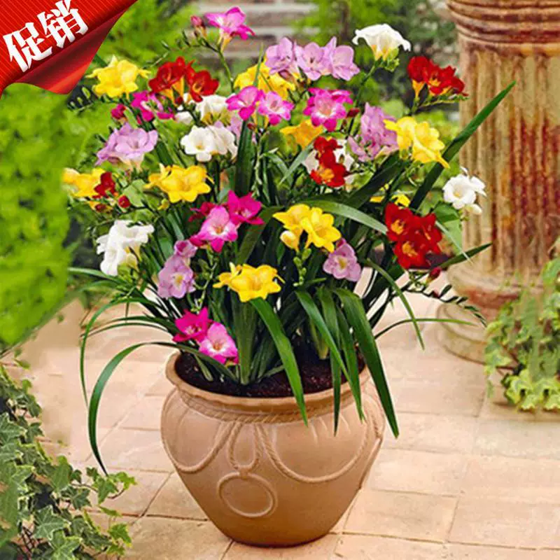 Оптовая продажа горшечных луковиц цветы Ванильные луковицы Многоцветный двойной лепесток фрезия семена цветов тубероза большое количество скидка