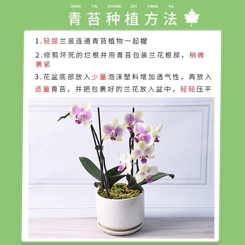 Moss, liverwort, hornwort, iron butterfly orchid, Dendrobium, growing soil, turtle hibernation mat, seedling grafting