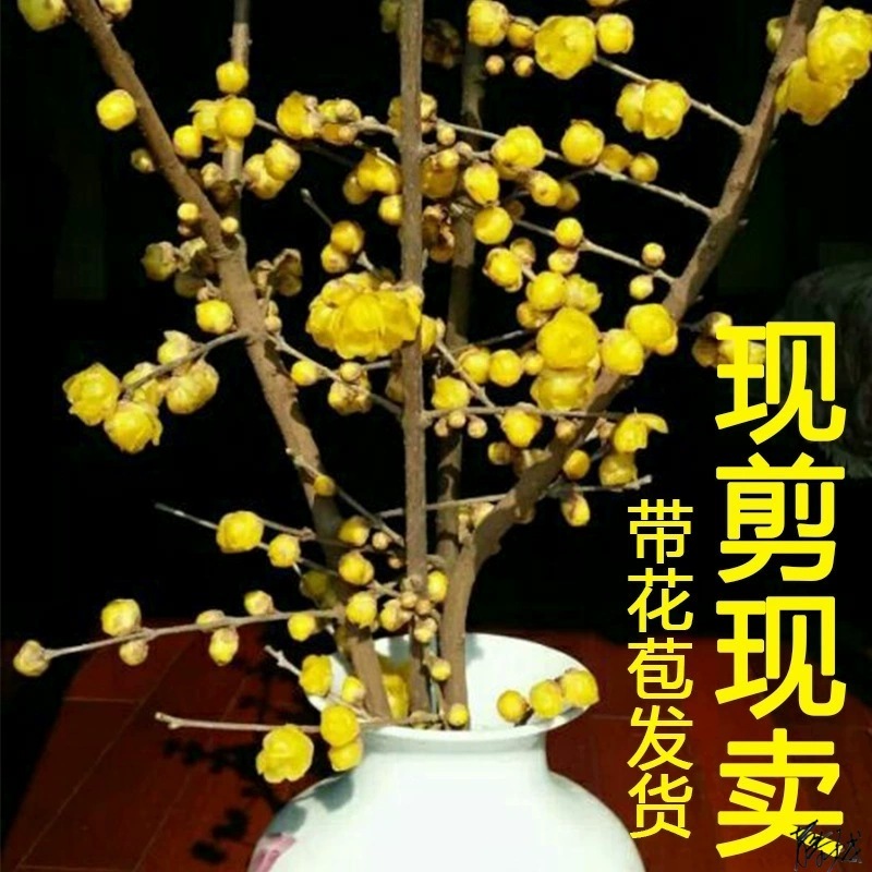 Сушеная ветка Красной сливы с бутоном Цветущая гостиная окно цветок дерево с бутоном сушеная ветка сладкое цветение в воде свежесрезанные цветы выращивание воды