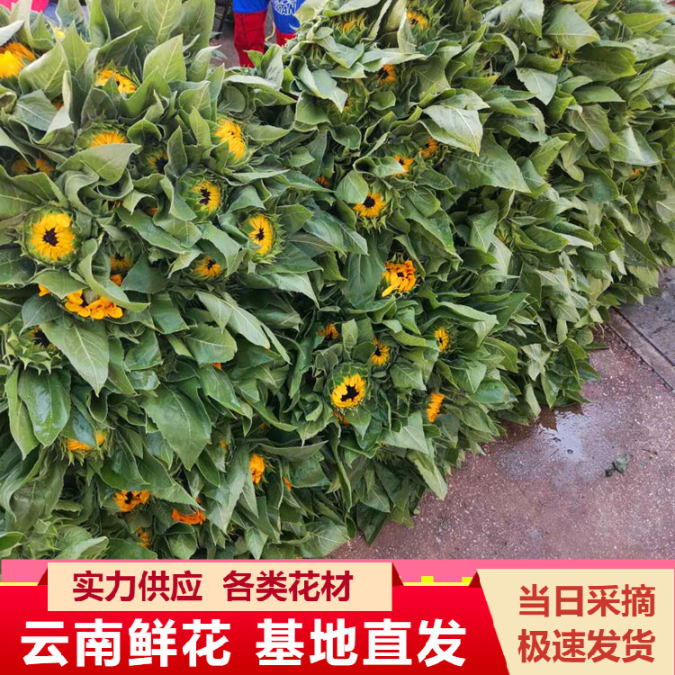 Yunnan Kunming Sunflower Flower Wholesale Whole Bundle Supply Flower Shop Daily Flower Arrangement Fresh Cut Flower Base Straight Hair