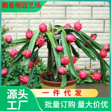 一件代发红心火龙果苗盆栽地栽庭院阳台南方北方种植果树苗当年结