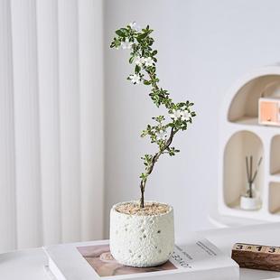 Phnom Penh June Snow Shaped Small Potted Plants Office Desk Decorations Indoor Flowering Potted Plants High-End Bonsai Easy to Maintain