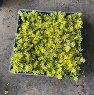 Golden Leaf Buddha Grass, Golden Ten Thousand Years Grass, Roof Greening, Heat Insulation, Cold Resistance, Drought Resistance and Heat Resistance, Courtyard Planting, Roof Top Free Shipping