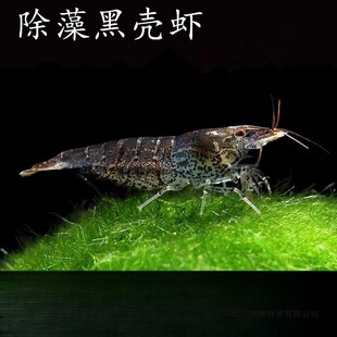 �r����ϳ����幤�ߺښ��r��ˮ�����^�p���r�坍����Ʒ���쾰���l